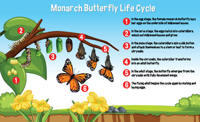 Wall Mural - Monarch Butterfly Life Cycle