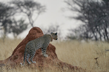 Leopard (Panthera pardus) stalking prey in Okonjima Nature Reserve, Namibia