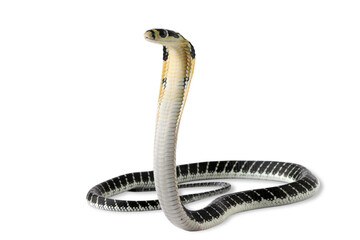 Wall Mural - baby king cobra on isolated background, king kobra snake 