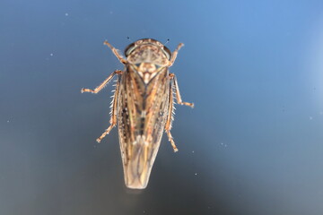 cicada on the on glass