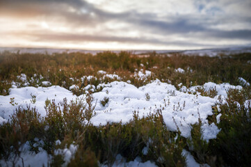 Canvas Print - The snow covered heather at sunrise in the moors countryside of Edmondbyers and Muggleswick in winter near Blanchland, Northumberland  in England UK.