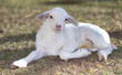 White Katahdin sheep lamb smiling