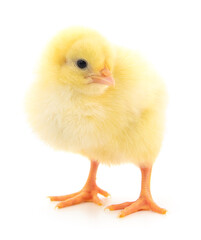 Sticker - Small yellow chicken