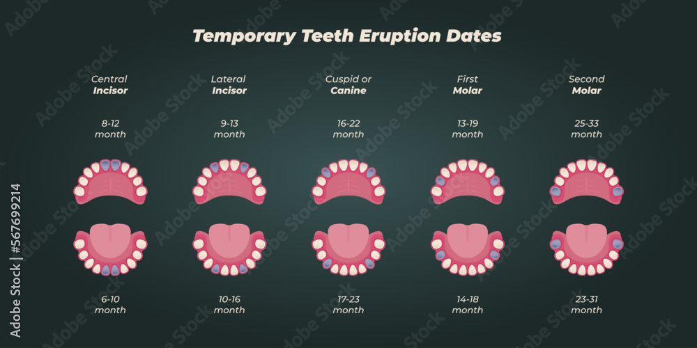 Medical dental diagram illustration. Orthodontist human tooth anatomy ...