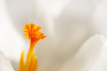 Abstract Macro Of The Pistil Of A White Crocus Flower