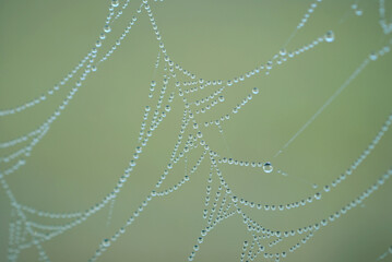  Dew drops on a spider web on a cold morning