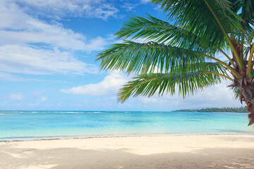 Canvas Print - palm tree on white tropical beach. travel background.