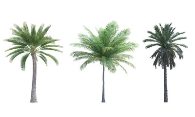 Wall Mural - Palm tree coconut palm Date Palm set png alpha channel