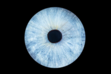 Wall Mural - Human eye iris close up isolated on black background