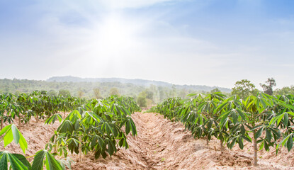 row of cassava tree in field. Growing cassava, young shoots growing. The cassava is the tropical food plant,it is a cash crop in Thailand. This is the landscape of cassava plantation in the Thailand.