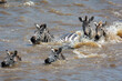 Plains zebra or common zebra (Equus quagga prev. Equus burchellii) swimming across a river. Ngorongoro Conservation Area (NCA). Tanzania