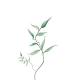 Fototapeta  - Ilustracja zielona roślina na białym tle