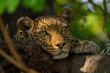 Leopard lies with chin resting on branch