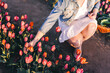 © Photocreo Bednarek - Woman picking flowers on tulip field in spring