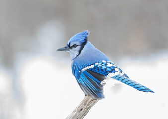 Wall Mural - Blue Jay (Cyanocitta cristata) perched on a branch on a cold Canadian winter day.