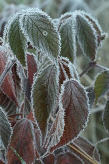 Poster - Frost covered fall leaves