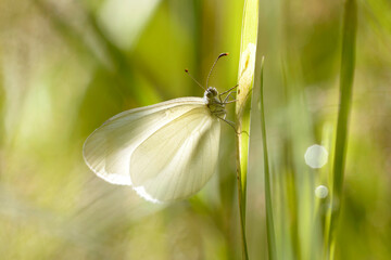 Wall Mural - Butterfly Real's wood white, Leptidea reali, sitting on a plant stem, river. Carpathians, Ukraine