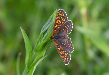 Wall Mural - Butterfly the false heath fritillary, Melitaea diamina, sitting on the plant stem, field. Carpathians Ukraine