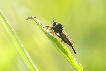 Wall Mural - Fly the robber fly, Neomochtherus, sitting on the plant stem, field. Carpathians Ukraine