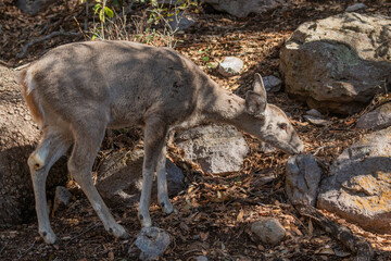 Poster - Coues Whitetail Deer Doe in Arizona
