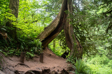 Wall Mural - Split Tree on the Trail in the Columbia River Gorge in Oregon & Washington