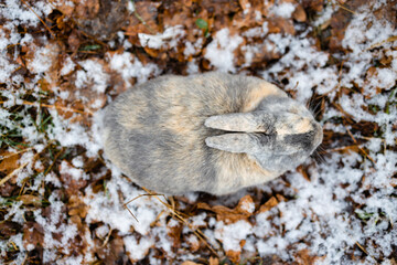 Eastern Cottontails Rabbit Sitting on Snow in Winter, Closeup Portrait
