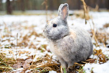 Wall Mural - small brown bunny on the snow in winter forest.