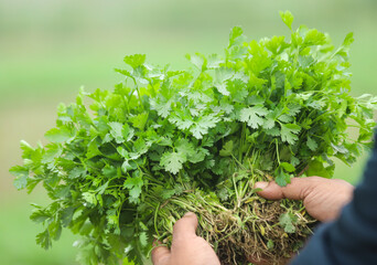 Canvas Print - Fresh bunch of coriander leaves