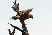 Aigle Pomarin,.Clanga Pomarina, Lesser Spotted Eagle