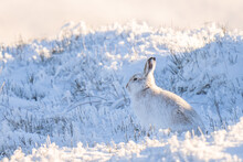 Mountain Hare In The Snow