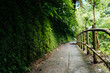 Narrow path in green exotic park