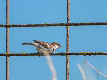 A Male House Sparrow Sitting On A Fence