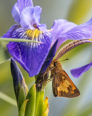 Wall Mural - A Hobomok Skipper Perched on a Wild Iris