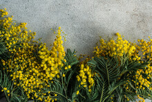 Overhead View Of Yellow Mimosa Flowers On A  Table