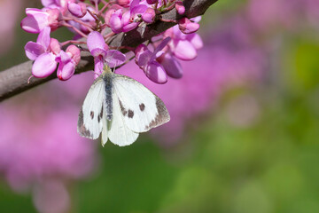 Poster - butterfly sitting on pink blossoming of tree