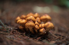 Selective Focus Of Orange Wild Mushrooms In Autumn. Wild Mushrooms Growing On The Forest Floor.