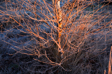 Wall Mural - red sunrise light on birch tree in winter