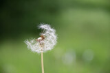 Fototapeta  - natural fluff dandelion seeds on green grass background
