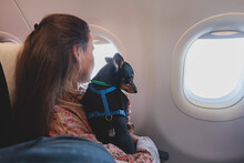 Dog In The Aircraft Cabin Near The Window During The Flight, Concept Of Travelling And Moving With Pets, Small Black Dog Sitting In The Pet Carrier Bag, Travel Or Relocation With Dog By Airplane