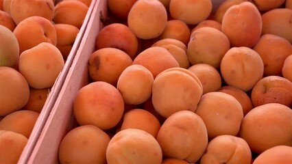 Wall Mural - Close up of apricots in wooden boxes. New harvest, sale on the wholesale market. background or food texture.