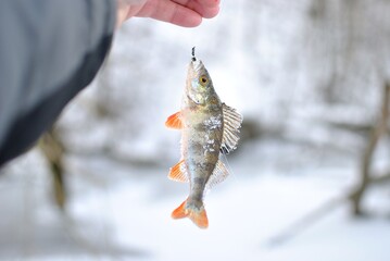 Sticker - Winter fishing for perch and roach on the river.