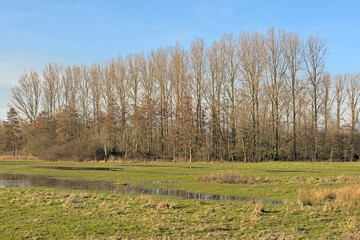 Wall Mural - Winter wetlands with bare poplar trees under a blue sky  in Scheldemeersen nature reserve, Merelbeke, Flanders, Belgium