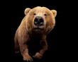 Grizzly bear (Ursus arctos horribilis) aka North American brown bear