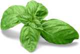 Fresh basil