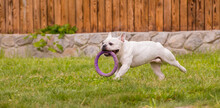 French Bulldog Running On Natural Background