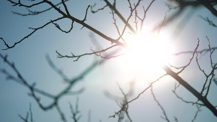 dry tree branch close-up silhouette against the blue sky and sun. dry branch of a tree without leave
