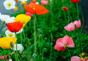  Colourful poppy garden