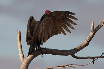 Wall Mural - American Turkey Vulture Perched and Looking Over Wing