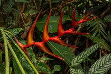 Red Heliconia Flower Looks Like Lobster Claws