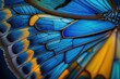 Blue and Gold Butterfly Wing - closeup butterfly wing blue gold yellow orange. iridescent, background wallpaper texture